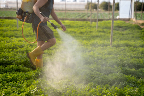 Best Ant Control Services  in , LA